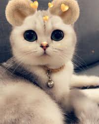 There Re Two Sides Of Every Cat Cats Cat Catsofinstagram Cats Of World Catsogram Catlovers Kedi Kedim Kediler Ked Cats Cat Lovers Cats Of Instagram