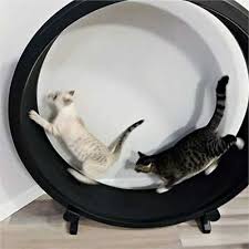 Our kickstarter campaign was successful! One Fast Cat Exercise Wheel New 5th Gen Free Uk Delivery
