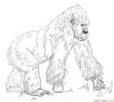 How To Draw A Silverback Gorilla Step By Step Drawing Tutorials Art Silverback Gorilla Animal Coloring Pages Free Printable Coloring Pages