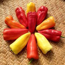 Generally speaking, any pepper that isn't hot could be considered sweet. Sweet Pepper Gypsy Queens Organic Adaptive Seeds