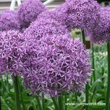 Allium Bulbs For Sale Allium Flower Bulbs Giant Allium Bulbs Bulb Flowers Planting Bulbs Fall Plants