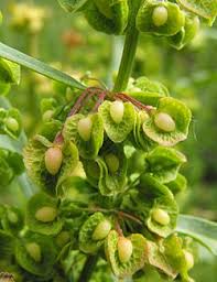 Image result for Rumex crispus
