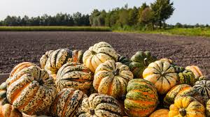 Image result for carnival acorn squash
