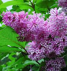 Image result for Syringa prestoniae