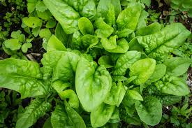 You will also need to take into consideration this will provide a steady flow of produce spread throughout the growing season even if yours is shorter. How To Plant Spinach Learn About Growing Spinach In The Garden