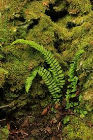 Image result for Stomatanthes sp.no.1