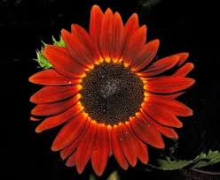 Meskipun bunga matahari sangat elastis, satu hal yang dapat merusaknya ialah tanah yang banjir. 14 Jenis Jenis Bunga Matahari Ini Melambangkan Kesetiaan Bagi Info