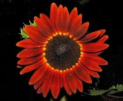 Ini adalah tumbuhan semusim dari suku kenikir (asteraceae) yang sangat populer diketahui sebagai tanaman hias. 14 Jenis Jenis Bunga Matahari Ini Melambangkan Kesetiaan Bagi Info