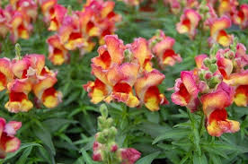 Bocca Di Leone Significato E Leggenda Di Questo Bellissimo Fiore Curiosilandia It Semi Di Fiori Bellissimi Fiori Fiori