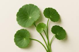 Image result for Centella asiatica