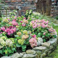 Beet Mit Endless Summer Hortensien In 2020 Hortensien Garten Garten Pflanzen Hortensien