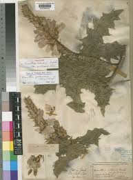 Image result for Acanthus polystachyus