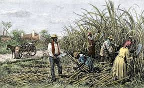 Find & download free graphic resources for plantation. The Plantation System National Geographic Society