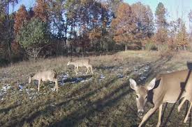 dnr setting new regulations to help combat cwd in deer 9