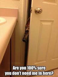 Copper When I Go In The Bathroom Funny Animal Pictures German Shepherd German Shepherd Dogs