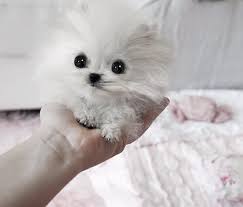 Small Dog Breeds Information And Pictures Of All Small Dogs