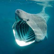 Les requins pèlerins sont d'énormes créatures qui sillonnent les océans en quête de nourriture. Photogriffon Les Plus Belles Photos De Requins Pelerin Basking Shark
