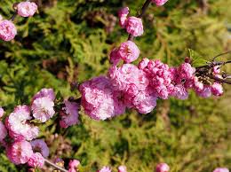 Image result for mandloň trojlaločná