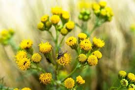 Then post some images less than 4mb and a description of the plant into our 'identify a plant' forum for our community of 100,000s to help you. How To Identify Most Common Uk Weeds Updated Billyoh Blog