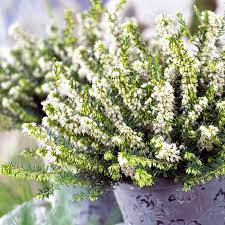 Heather Plant Erica Darleyensis White Perfection At Suttons Seeds Idees Jardin Fleurs Jardins
