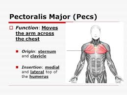 The anterior trunk muscles cover the anterolateral part of the trunk by attaching to the bony framework of the thoracic cage and pelvis. Muscles In The Shoulder Chest Arm Stomach And Back Ppt Download