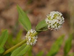 Image result for Spermacoce annua