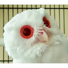 Birds Of Prey Free Movie Reddit An Albino Owl Staring Into Your Soul Morganfreeman909 Reddit Sciencealert Albino Animals Unusual Animals Albino