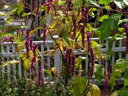 Image result for Berlinia orientalis