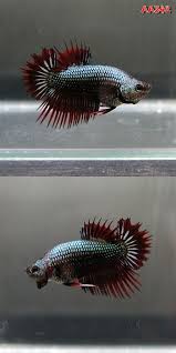 Namun cupang dragon sejati bukan hanya ikan bersisik tebal, tetapi ikan dengan sisik opaque, putih jadi tidak semua cupang yang terlihat metalik adalah dragon dan nama ini sering diberikan. Item Fwbettasct1426335007 Green Red Dragon Ctpk Male Aa342 Ends Sat Mar 14 2015 07 10 07 Am Cdt Ikan Cupang Ikan Hewan