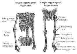 Rangka atau tulang pada tubuh manusia termasuk salah satu alat gerak pasif karena tulang baru akan bergerak bila digerakkan oleh otot. Berikut Tulang Anggota Gerak Atas Dan Bawah
