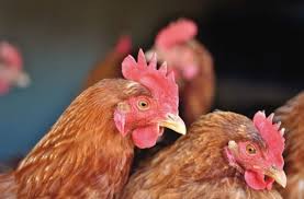 Contoh dari omnivora adalah babi, burung gagak, dan kita manusia sendiri juga termasuk omnivora. 50 Contoh Hewan Herbivora Karnivora Omnivora Dan Makanannya Salamadian