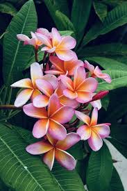 Pin By Mª Da Conceicao Krometsek On Floral Aesthetics Plumeria Flowers Amazing Flowers Flowers Photography