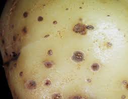 Em meio a uma grave segunda onda de infecções, país enfrenta falta de oxigênio e de leitos e um surto de fungo negro, doença que atinge pacientes debilitados pelo coronavírus. Manejo Integrado De Fungos Em Batata Grupo Cultivar