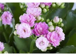 Image result for Kalanchoe rosalina