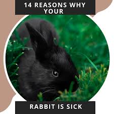 I hold him in a baby position in my arms as well and it relaxes him to sit that way so he falls asleep. 14 Reasons Why Your Bunny Might Be Sick Pethelpful