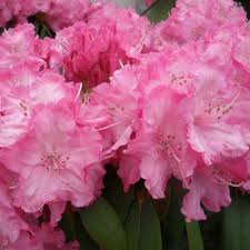 Polaris Rhododendron Agm Buy Polaris Yakushimanum Rhododendrons Online Millais Nurseries