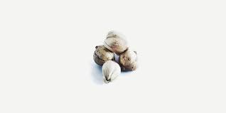 Dapatkan harga kapulaga termurah di halaman jual kapulaga agromaret. 7 Manfaat Kapulaga Ini Baik Untuk Kesehatan Tubuh Jangan Dilewatkan