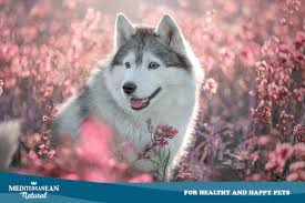 Ver más ideas sobre perros cachorros, perros, perros lindos. Mediterranean Natural Guia Completa De Las Razas De Perros Husky Siberiano