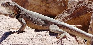 How ultrasonic pest repellers work. 158 Questions With Answers In Reptiles Science Topic