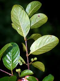 Image result for Guettarda