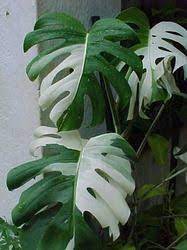 Pin By Blanca Arango On Gardening Ideas Variegated Plants Plants Cool Plants