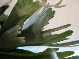 Image result for parožnatka Platycerium