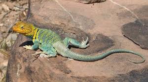 Arizona Lizard Black And White Tail Types Of Lizards Lizard Types Lizard Pet Lizards
