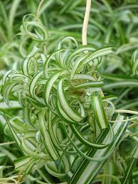 Image result for Chlorophytum velutinum