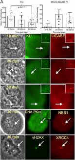 I used ribomax to change dna to rna. Dna Damage Induced During Mitosis Undergoes Dna Repair Synthesis