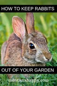 How To Keep Rabbits Out Of Your Garden Naturally Repellant Ideas Survival Gardening Rabbit Interior Design Rustic