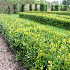 The ideal demarcation for any garden is a hedge. Box Hedging Buxus Sempervirens Hedges Direct