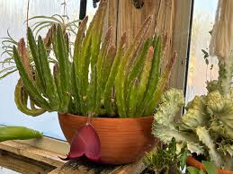 Image result for Stapelia leendertziae