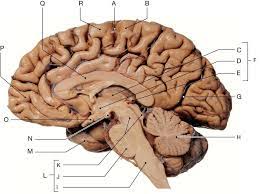 Maybe you would like to learn more about one of these? Mid Sagittal Section Of The Human Brain Diagram Quizlet
