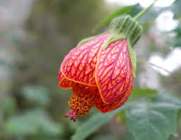 Image result for Abutilon sp.no.2